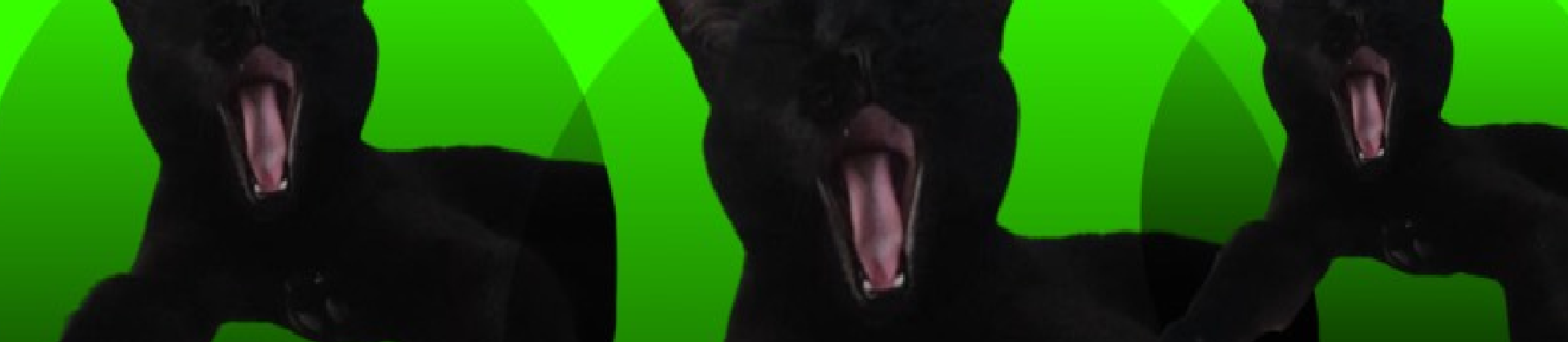 Funny Black Cat image